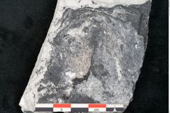 Foto (Detailansicht) von Calamites sp.  (NHMW-GEO-2024-0188-11181)